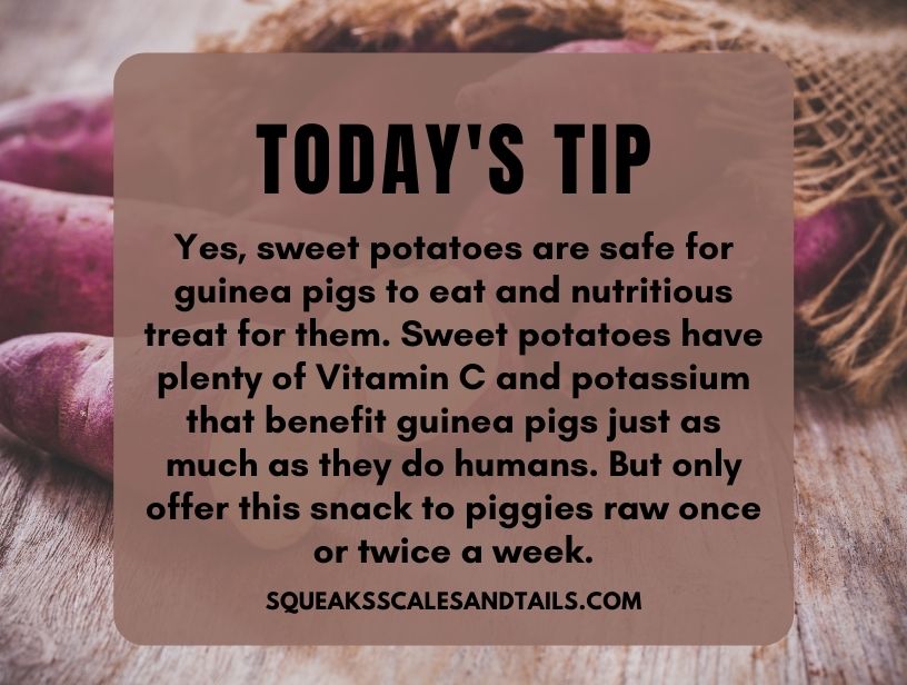 a tip explaining how guinea pigs can eat sweet potatoes