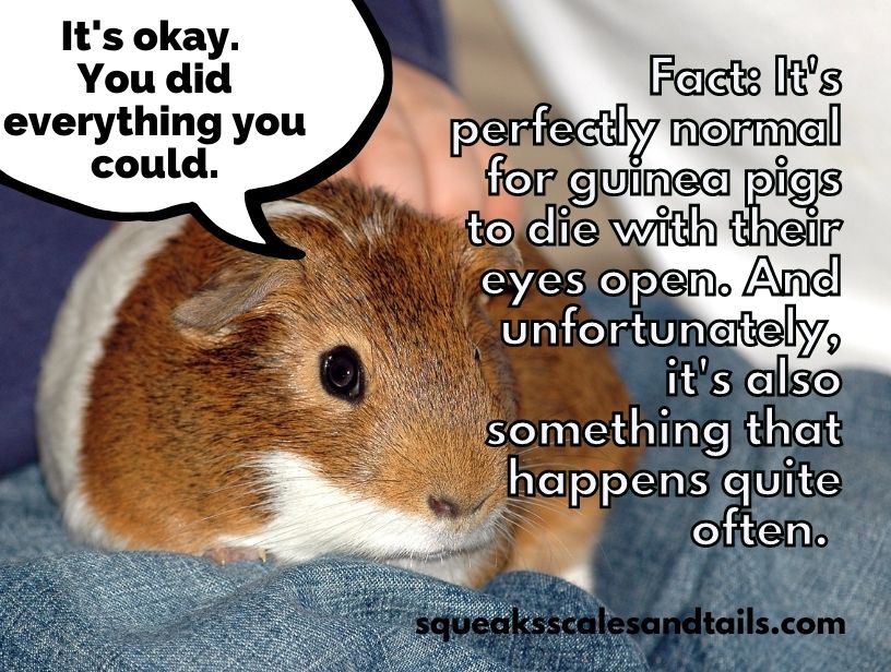 a fact that explains that dying with wide open eyes is normal for guinea pigs
