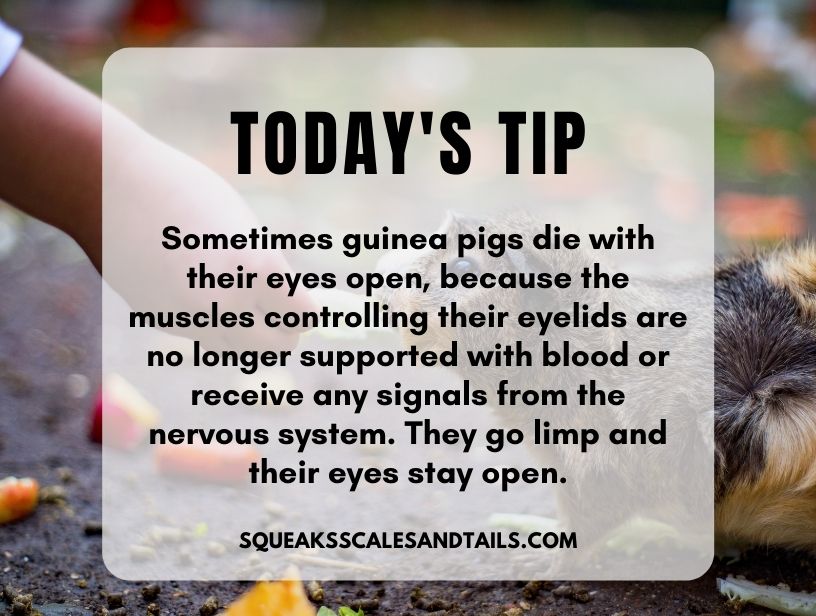 a tip explaining that a guinea pig dying with open eyes is normal