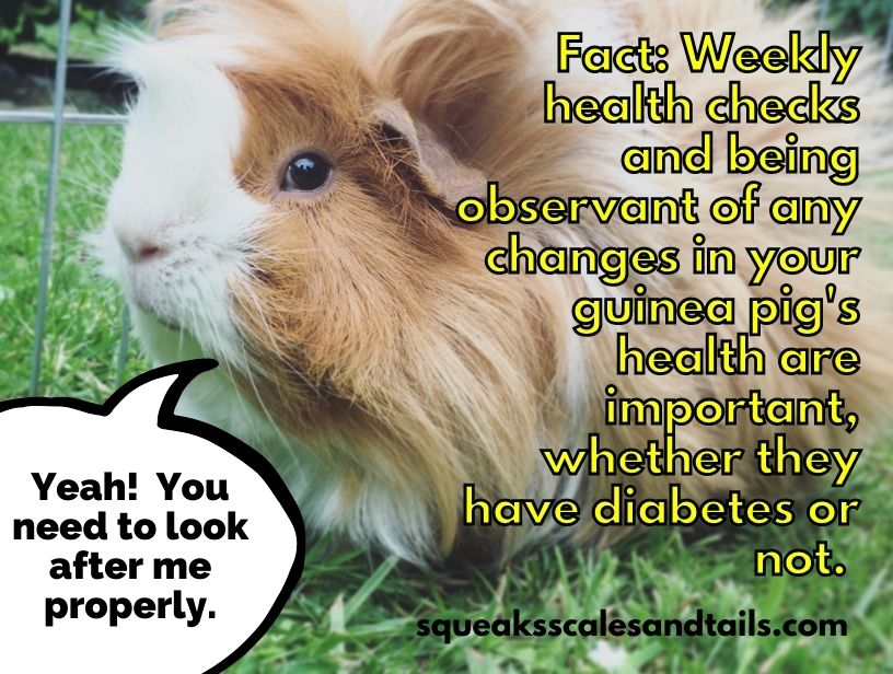 a tip that explains that although diabetes can kill guinea pigs, it's important to do health checks for other harmful illnesses