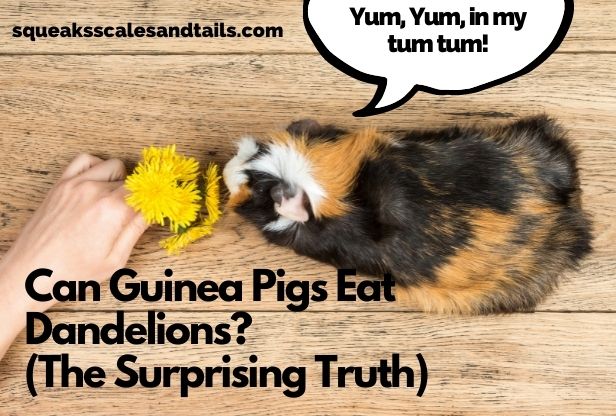 Can guinea pigs eat dandelions and dandelion greens