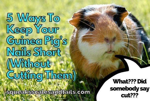 tip you can keep a guinea pigs' nails short without cutting them, but you'll have to be consistent with the other methods, because they're not always as effective as using nail clippers