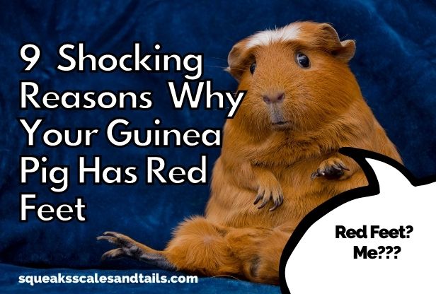 9 Shocking Reasons Why Guinea Pigs Have Red Feet