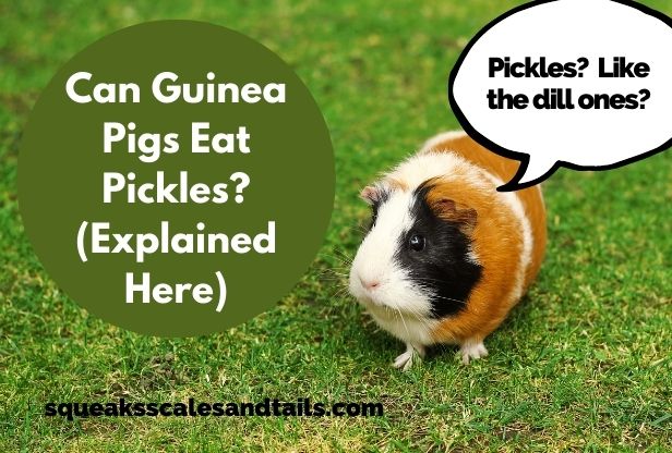 Can Guinea Pigs Eat Pickles? (Explained Here)