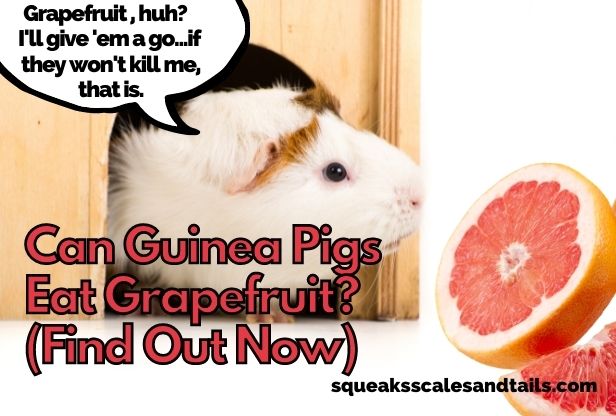 a picture of a guinea pig wondering if he can eat grapefruit 