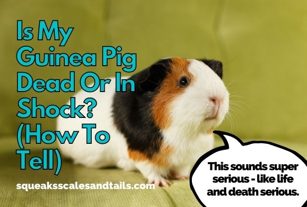 a pic of a guinea pig saying that it's important to know if a guinea pig is dead or in shock