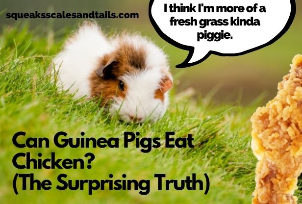 Can Guinea Pigs Eat Chicken? (The Surprising Truth)