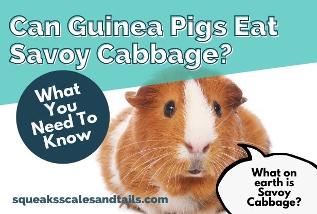 a picture of a guinea pig wondering if he can eat savoy cabbage