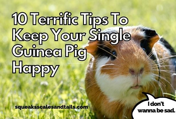 a brown and white single guinea pig saying that he doesn't want to be unhappy