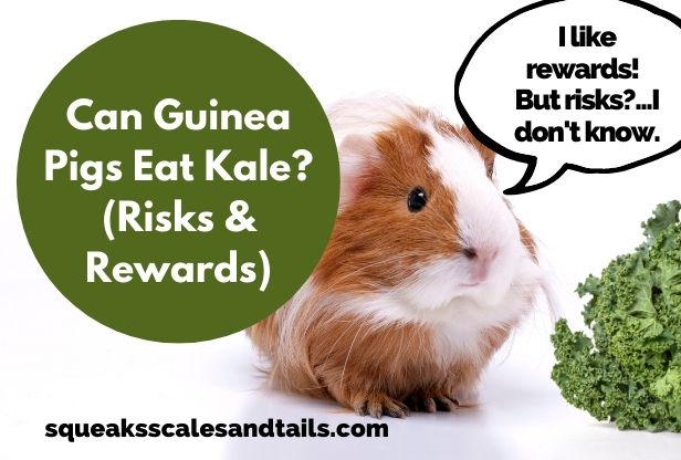 Can Guinea Pigs Eat Kale? (Risks & Rewards)