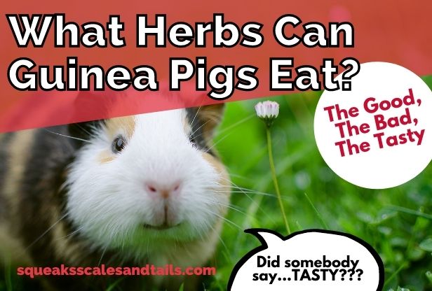 a picture of a guinea pig wondering if he can eat some tasty herbs
