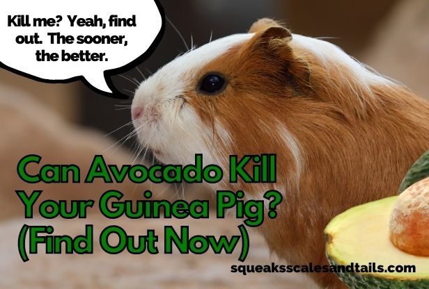 a guinea pig wondering if he can eat avocado