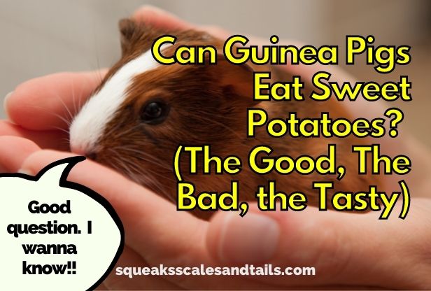 a picture of a guinea pig wondering if he can eat sweet potatoes