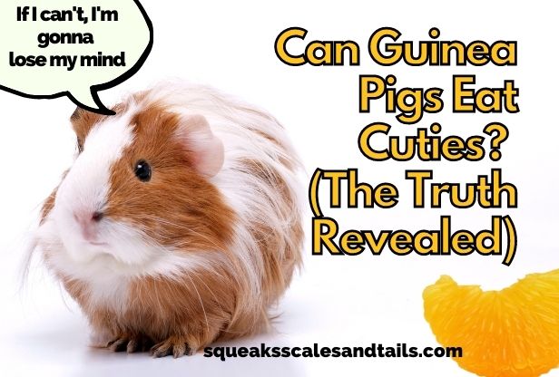 Can Guinea Pigs Eat Cuties? (The Truth Revealed)