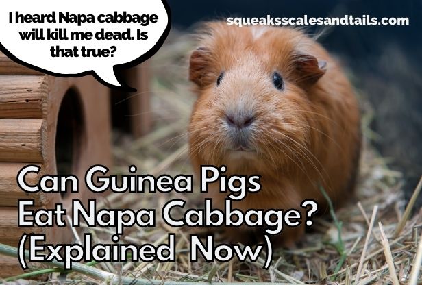 a picture of a guinea pig wondering if he can eat napa cabbage