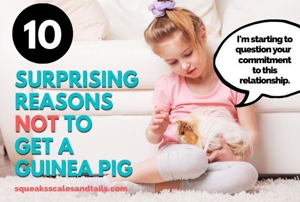 10 Surprising Reasons Not To Get A Guinea Pig (You Need To Know)