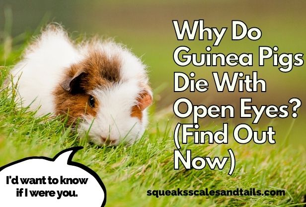 a picture of a guinea pig saying that owners need to understand why guinea pigs die with wide open eyes