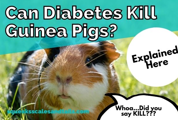 a picture of a guinea pig wondering if diabetes can kill guinea pigs