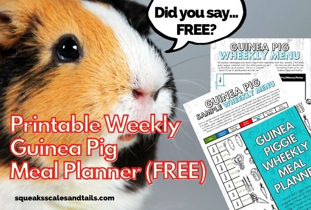 a picture of a guinea pig and a printable weekly guinea pig meal planner, feeding schedule, and guinea pig sample menu