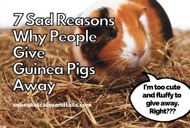 a guinea pig wondering about the reasons why people give guinea pigs away