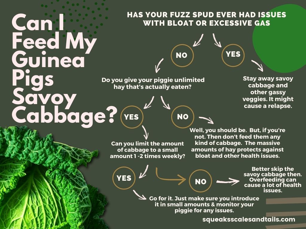 Can Guinea Pigs Eat Savoy Cabbage What You Need To Know