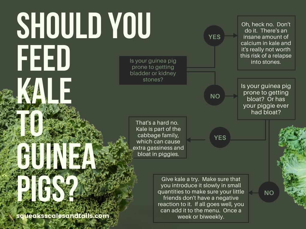 a decision tree to help people figure out if they should feed kale to their guinea pig
