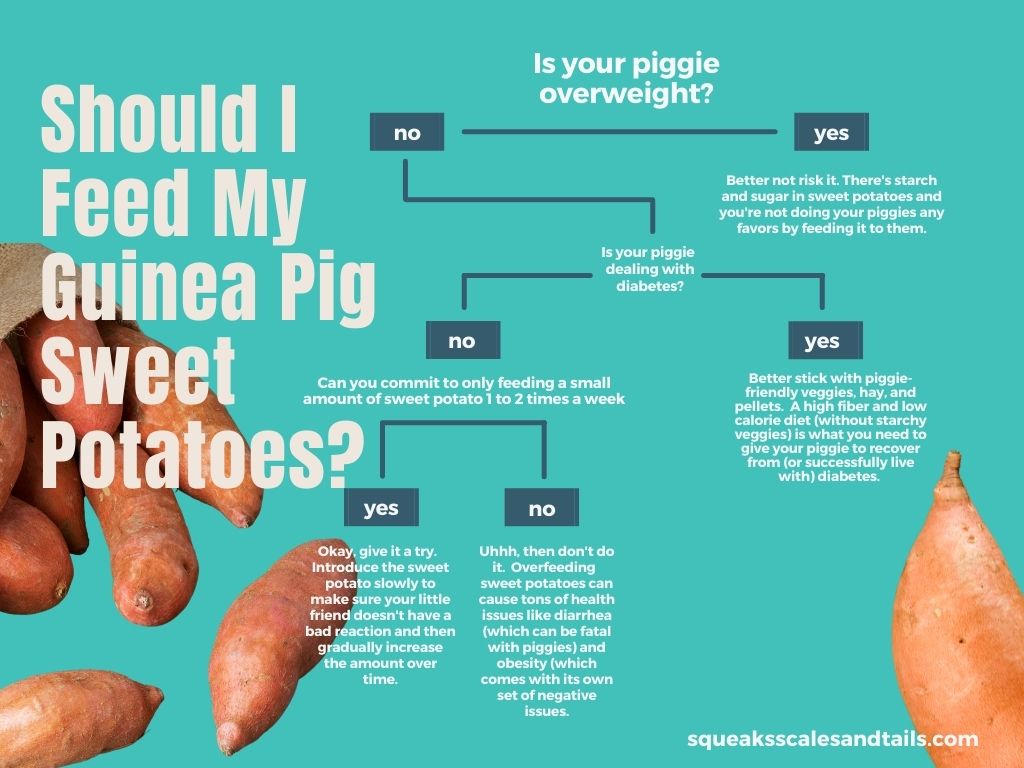 a decision tree to help people figure out if their guinea pig should eat sweet potatoes