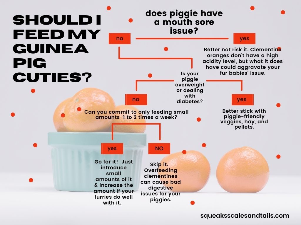 a decision tree to help people figure out if they should feed their guinea pigs cuties