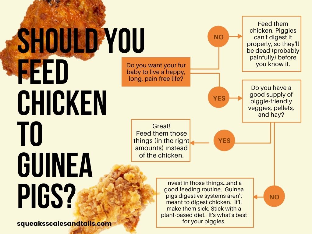 a decision tree for deciding if you should feed chicken to your guinea pig