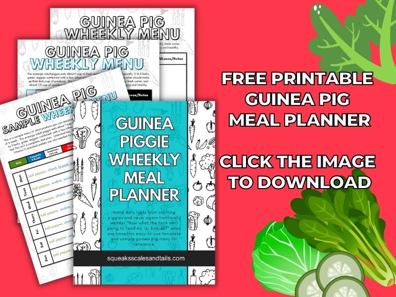 an image of weekly guinea pig meal planner and sample menu printable