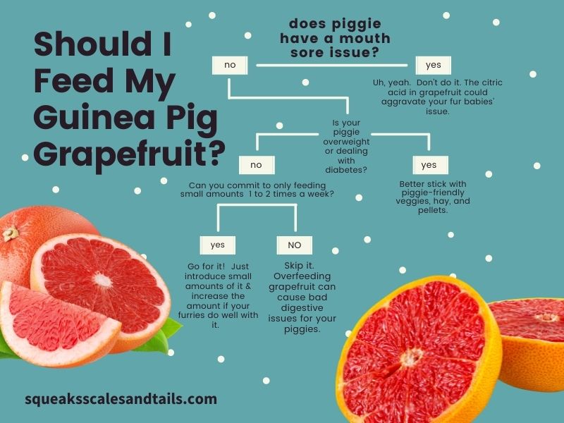 a decision tree to help people figure out if they should feed grapefruit to their guinea pigs