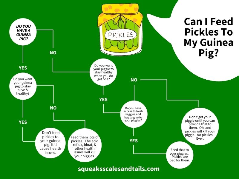 a decision tree used to help people figure out if they should feed their guinea pig pickles