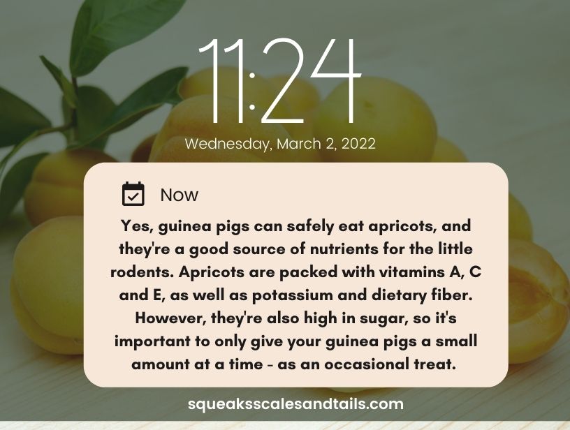 a tip that mentions that guinea pigs can eat apricots in moderation