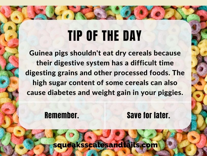 a reminder that dry cereal really shouldn't be fed to guinea pigs