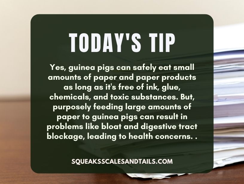 a tip that explains that guinea pigs can eat certain types of paper in small amounts