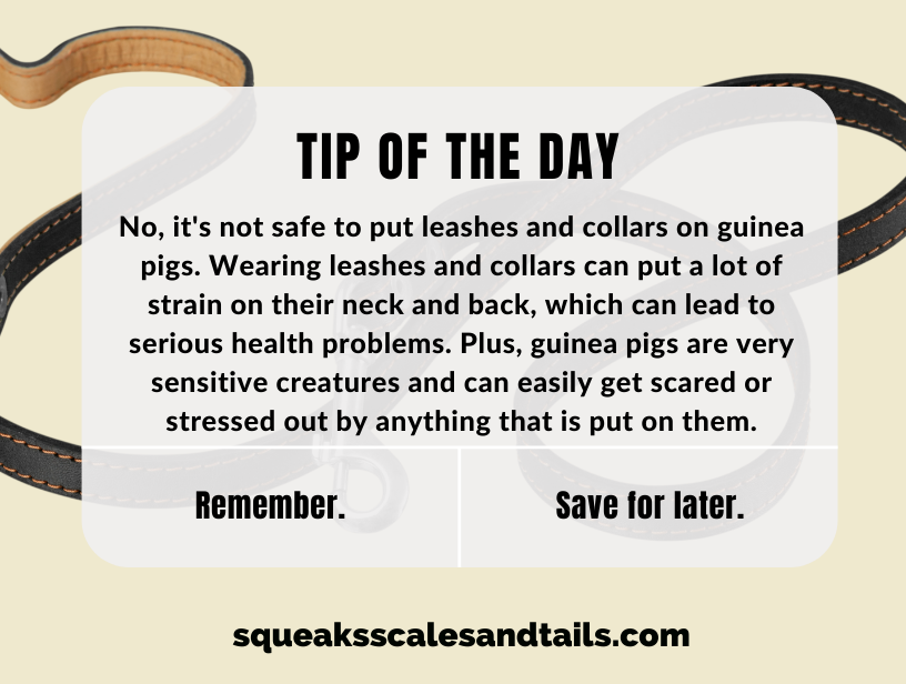 a message that says that guinea pigs should not wear leashes or collars