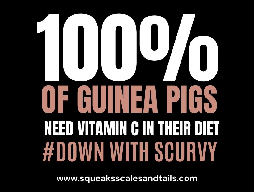 a message that says guinea pigs need vitamin c in their diet like what can be found in apricots