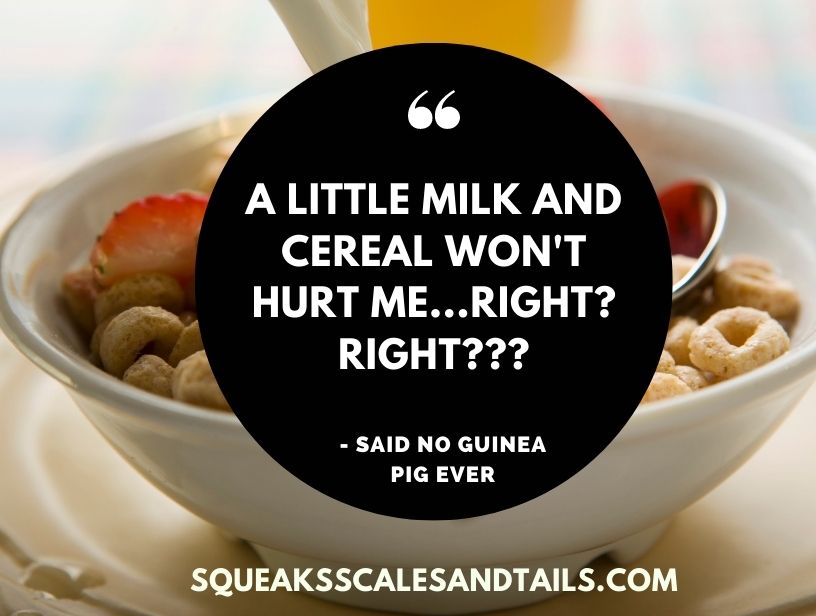 a sarcastic comment from a guinea pig about eating dry cereal and milk