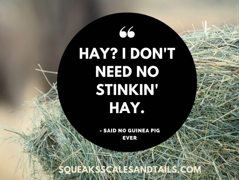 a guinea pig quote that complains that guinea pigs don't need to eat more hay