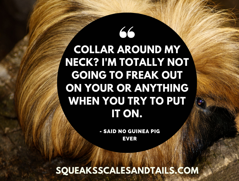 a guinea pig making a sarcastic saying about wearing leashes and collars