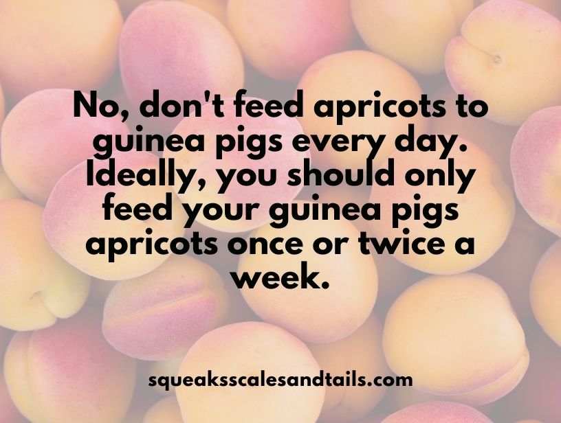 a tip that mentions that guinea pigs should not be fed apricots every day