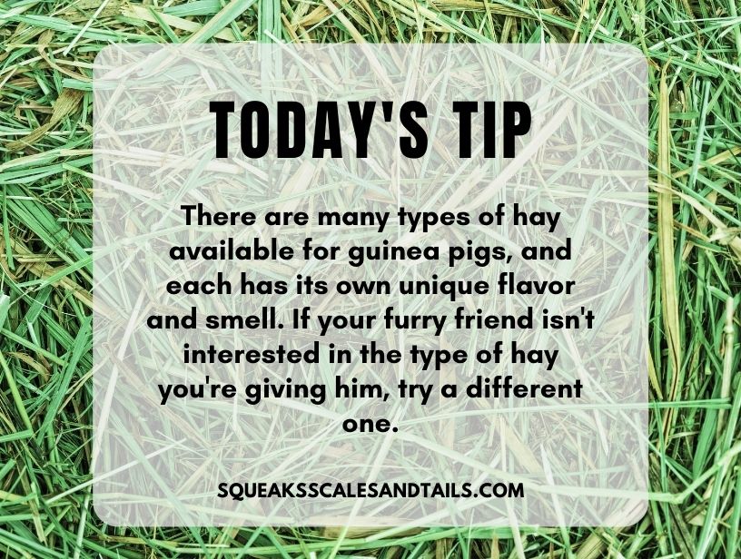a tip for how to get guinea pigs to eat more hay
