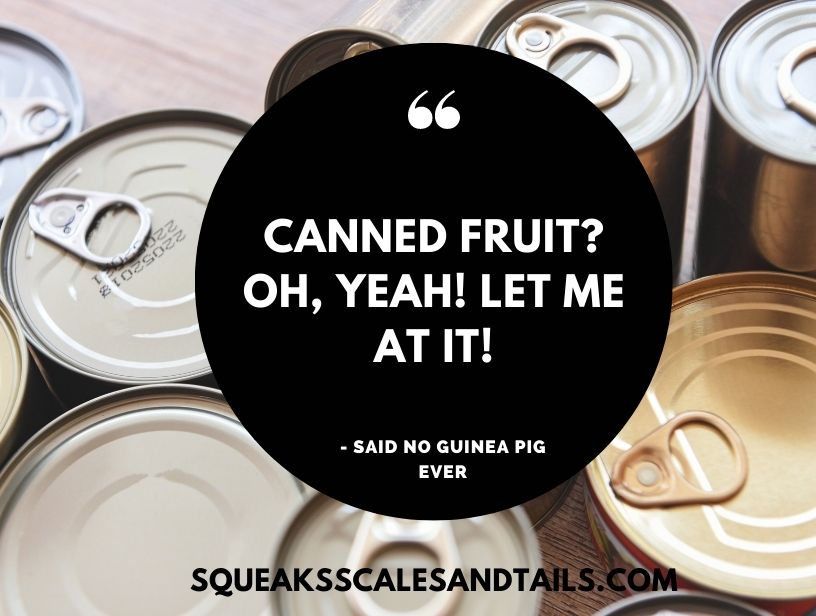 a sarcastic guinea pig quote about eating canned apricots or canned fruit