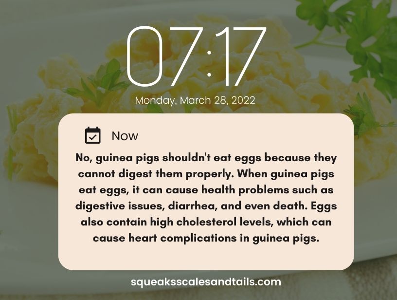 a tip that explains that guinea pigs can't eat eggs
