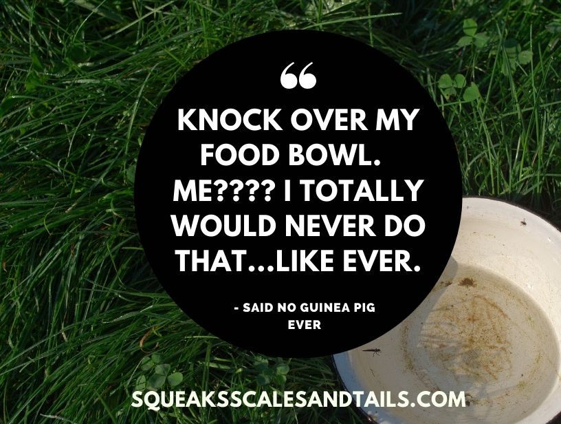 a guinea pig making a sarcastic comment about why they knock over food bowls