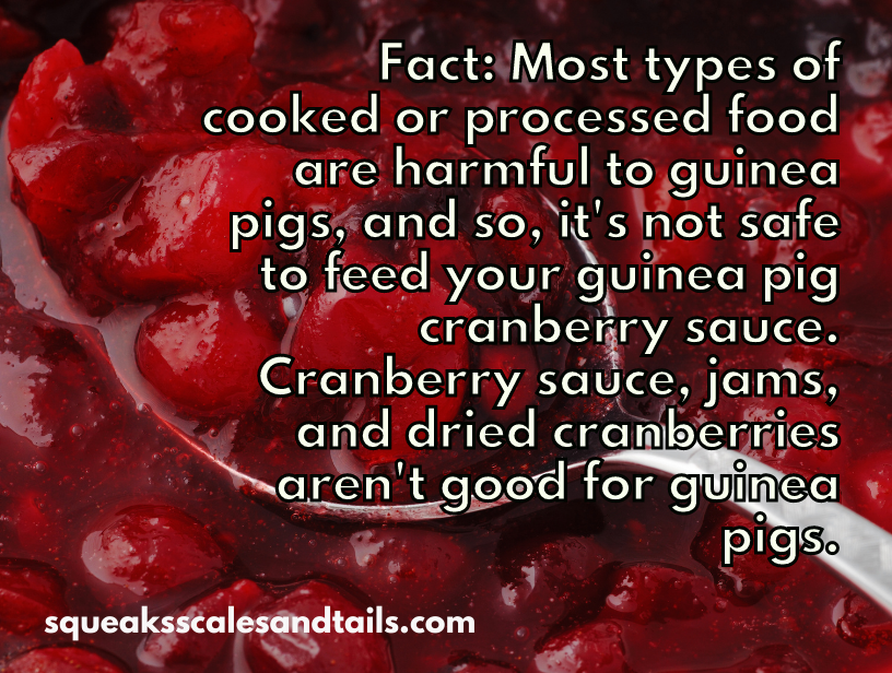 can guinea pigs eat cranberries