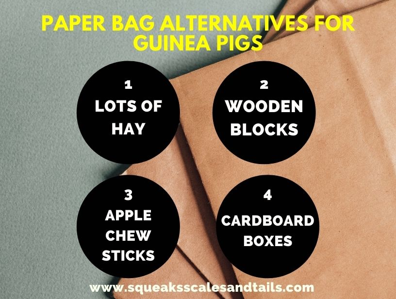 4 alternatives to eating paper bags for guinea pigs