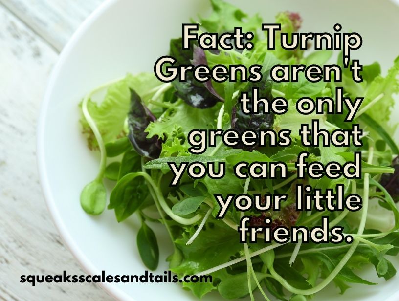 can guinea pigs eat turnip greens - a fact that explains that there's other greens that guinea pigs can eat