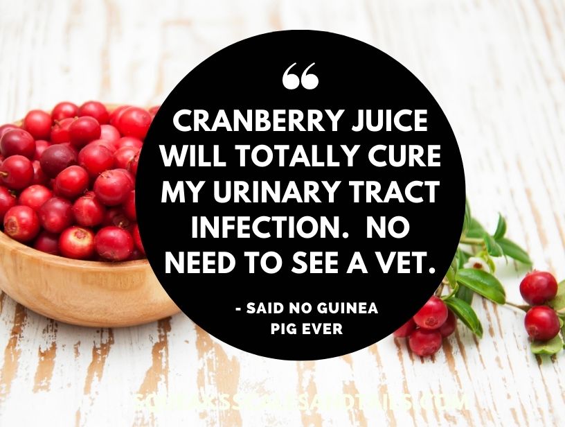 a sarcastic message about UTIs and guinea pigs drinking cranberry juice