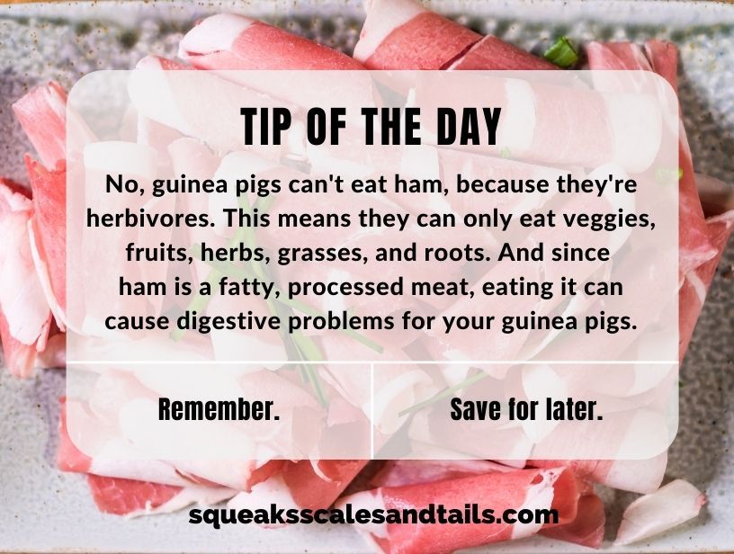 a reminder that guinea pigs can't eat ham
